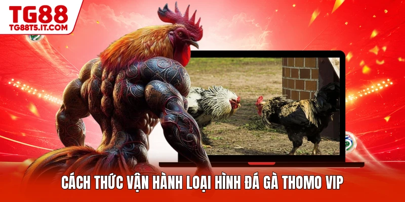 Đá Gà Thomo Vip - Loại Hình Đấu Đẳng Cấp Nhất Hiện Nay - spinrova69.work