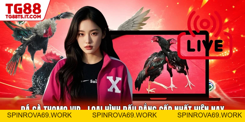 Đá Gà Thomo Vip - Loại Hình Đấu Đẳng Cấp Nhất Hiện Nay - spinrova69.work